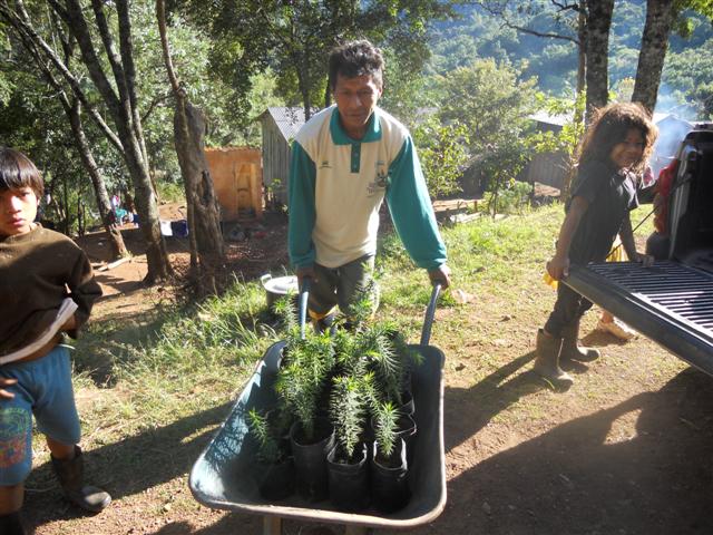 Intensificado cultivo nas aldeias guarani